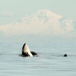 Vancouver: Zodiac Whale Watching Tour from Granville Island - Educational and Cultural Insights