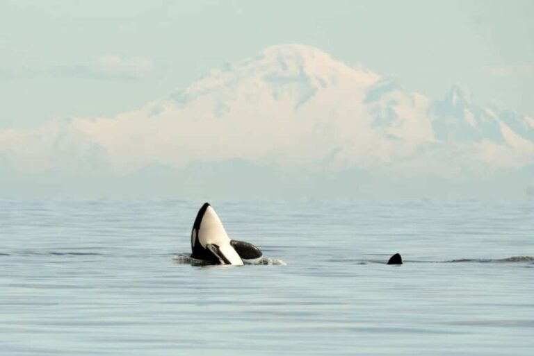 Vancouver: Zodiac Whale Watching Tour from Granville Island - Educational and Cultural Insights
