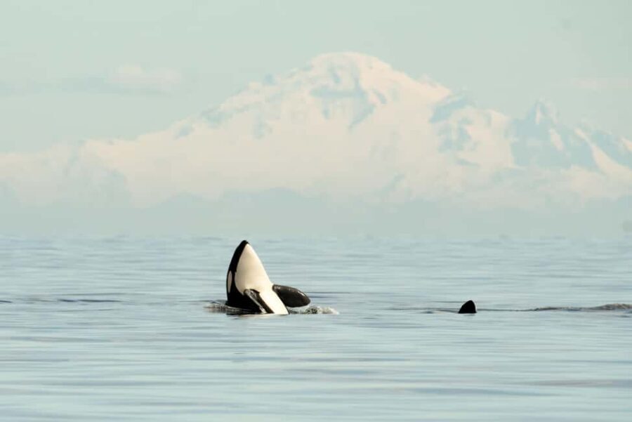 Vancouver: Zodiac Whale Watching Tour from Granville Island - Educational and Cultural Insights