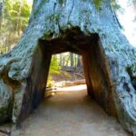 Vegas: Death Valley, Yosemite & San Francisco 4-Day Tour - Transportation, Group Size, and Value