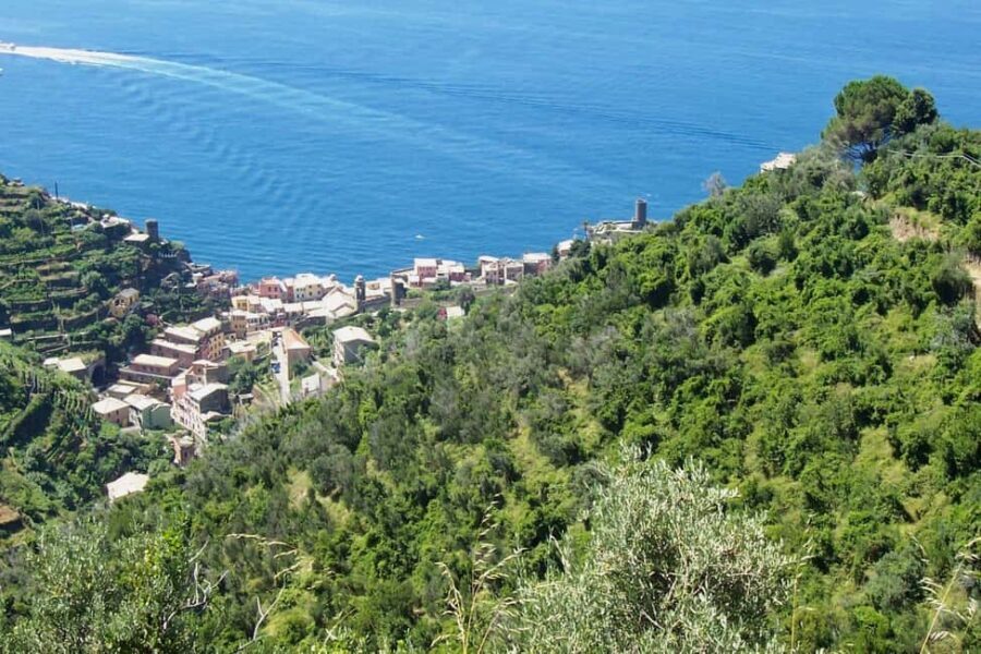 Vernazza (5 Terre): olive grove tour and oil and wine tasting - The Experience in Practice: What You’ll Love