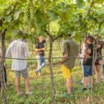 VERONA: WINE TASTING FOR THOSE WHO LOVE COMPARISONS - Who Would Love This Tour?