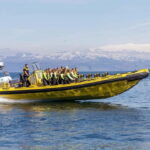 Vestmannaeyjar: 2 hour RIB boat Tour - Practical Details and Comfort