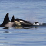 Victoria: 3-Hour Whale Watching Tour - Analyzing the Value: Is It Worth It?