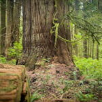 Victoria: 4-Day Tofino and Port Renfrew Tour with Flights - What to Expect on the Tour