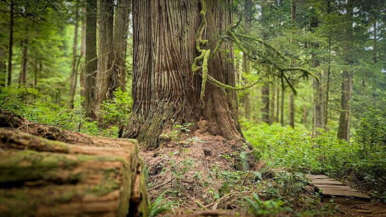 Victoria: 4-Day Tofino and Port Renfrew Tour with Flights - What to Expect on the Tour