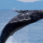 Victoria BC: 3 Hour Expedition Catamaran Whale Watching Tour - What Makes This Tour Special?