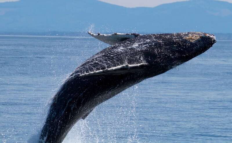 Victoria BC: 3 Hour Expedition Catamaran Whale Watching Tour - What Makes This Tour Special?