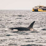 Victoria: Covered Whale Watching Adventure with Free Photos - The Itinerary: What to Expect