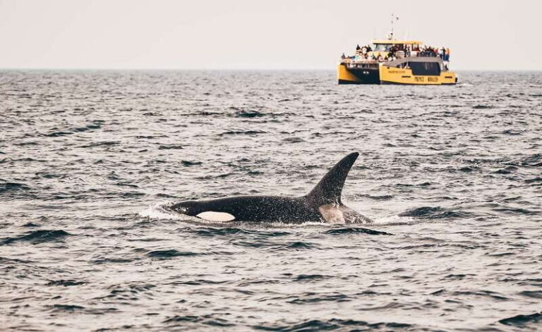 Victoria: Covered Whale Watching Adventure with Free Photos - The Itinerary: What to Expect