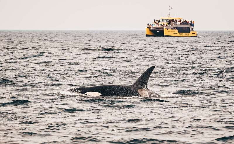 Victoria: Covered Whale Watching Adventure with Free Photos - The Itinerary: What to Expect