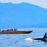 Victoria: Morning Whale-Watching Tour in Scarab Boat - Why This Tour Is a Great Choice