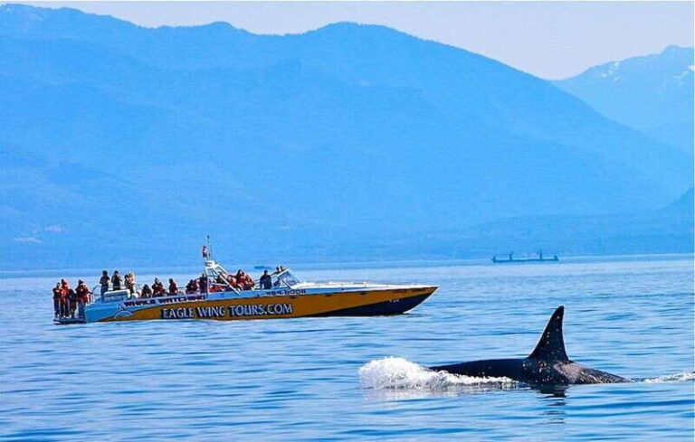 Victoria: Morning Whale-Watching Tour in Scarab Boat - Why This Tour Is a Great Choice