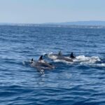 Vilamoura: Private boat Marine Wildlife Watching Safari - The Itinerary and What to Expect