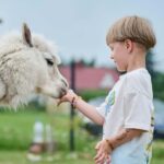 Vilnius-Trakai: Private Alpaca Farm Tour - What We Love About This Experience