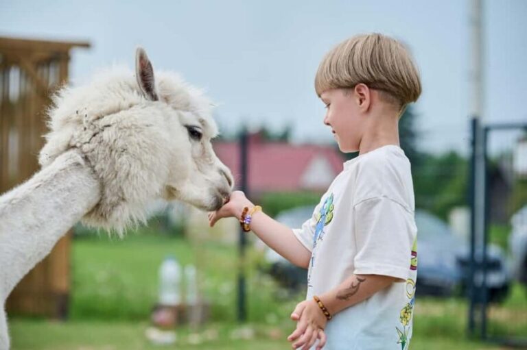 Vilnius-Trakai: Private Alpaca Farm Tour - What We Love About This Experience