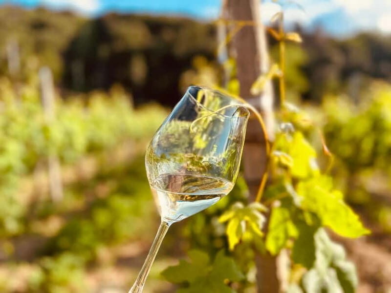 Vineyard Tour and Wine Tasting - Who Will Love This Experience?