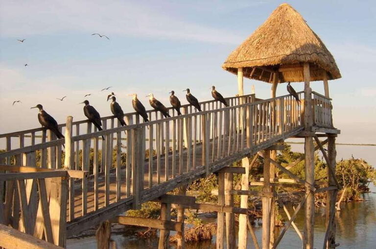 VIP Holbox Island Sunrise - 2 Points + Fruit + Coffee - Discover Holbox in a New Light: The Detailed Experience