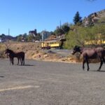 Virginia City Day Tour From Lake Tahoe with Train Ride - Why Consider This Tour?
