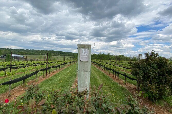 Virginia Wineries Tour - What’s Included and What’s Not