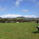 Visit a Farm on the Island of Pico - An In-Depth Look at the Farm Experience on Pico