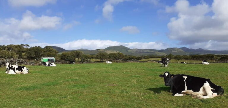 Visit a Farm on the Island of Pico - An In-Depth Look at the Farm Experience on Pico
