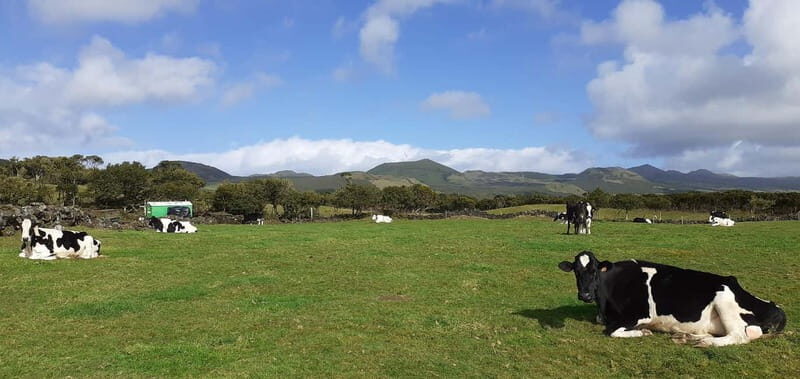 Visit a Farm on the Island of Pico - An In-Depth Look at the Farm Experience on Pico