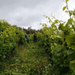 Visit Quinta de Sobre a Fonte with wine tasting and transportation - What Makes This Tour Stand Out?