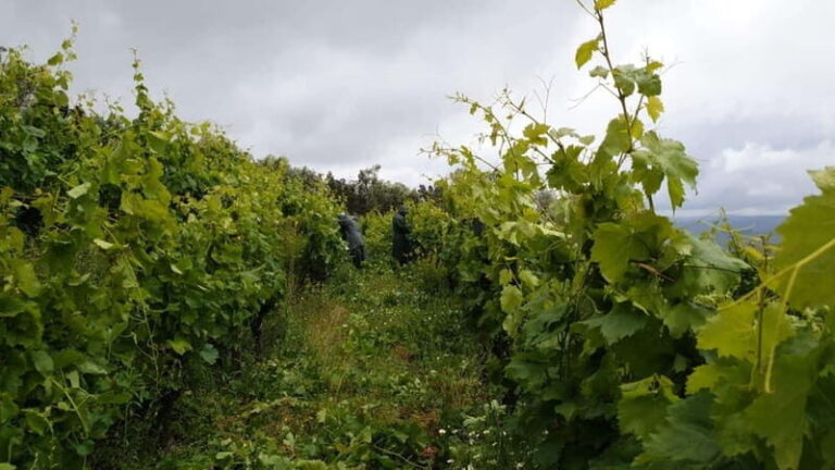 Visit Quinta de Sobre a Fonte with wine tasting and transportation - What Makes This Tour Stand Out?