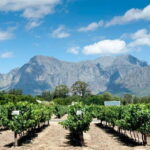 Visit winery in guadalest - What to Expect from the Winery Visit