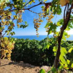 Volastra: BarCa Wine Tasting in Cinque Terre and Pesto Class - Frequently Asked Questions