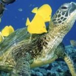 Waikiki Beach: Turtle Snorkeling and Sailing on Hwea - The Experience in Detail