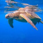 Waikiki: Sail and Turtle Snorkel Experience - Who Would Enjoy This Tour?