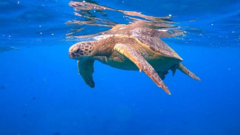 Waikiki: Sail and Turtle Snorkel Experience - Who Would Enjoy This Tour?