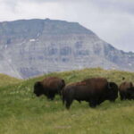 Waterton's Wild Beauty: A Hidden Gem in the Rockies - The Practicalities and Value