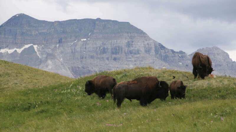 Waterton's Wild Beauty: A Hidden Gem in the Rockies - The Practicalities and Value