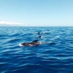 Whale and Dolphin Watching Sailing Tour  Los Gigantes (3H) - Who Will Love This Tour?