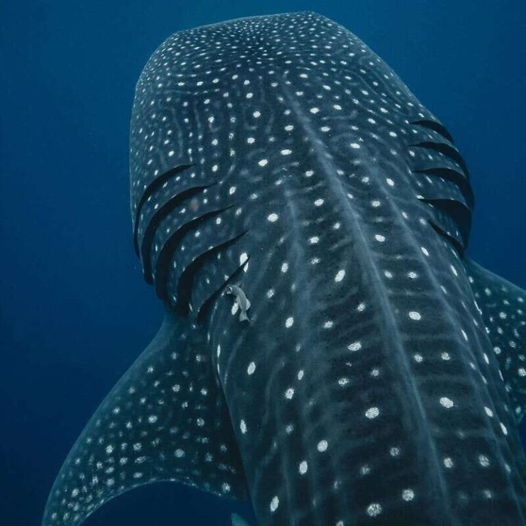 Whale Shark swimming ocean safari all included tour - An In-Depth Look at the Experience