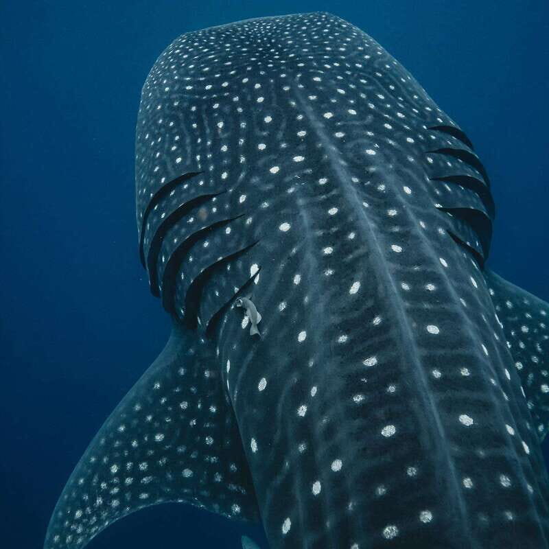 Whale Shark swimming ocean safari all included tour - An In-Depth Look at the Experience