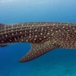 Whale Shark Tour in Cancun in Italian - What Makes This Tour Stand Out?