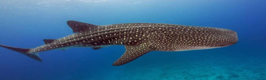 Whale Shark Tour in Cancun in Italian - What Makes This Tour Stand Out?
