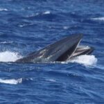 Whale watching - Educational Component