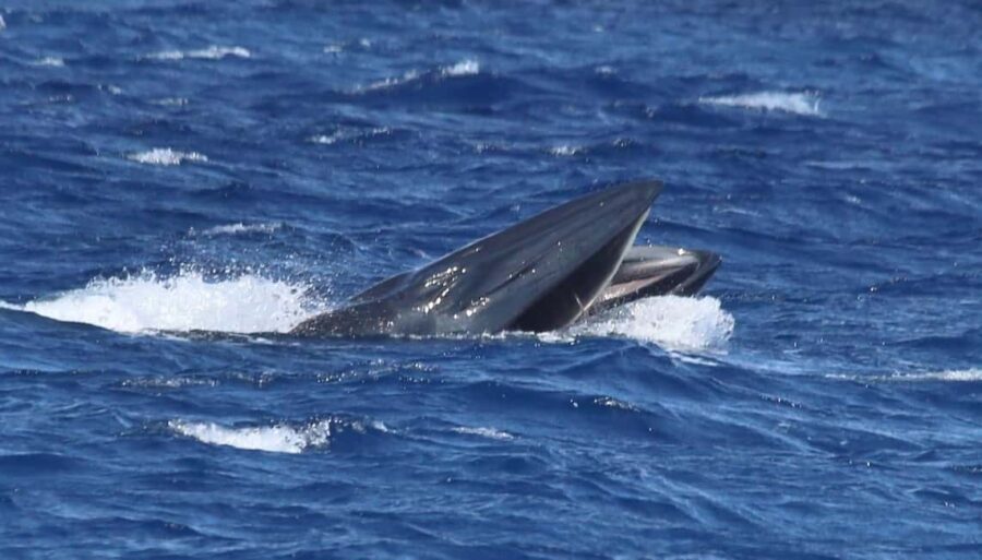 Whale watching - Educational Component