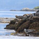 Whale Watching Adventure from Vancouver BC - Who Will Love This Tour?