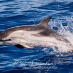 Whale watching, dolphins, and whales departing from Bandol (6:00 a.m. at sea) - What to Know Before You Go