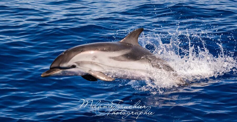 Whale watching, dolphins, and whales departing from Bandol (6:00 a.m. at sea) - What to Know Before You Go