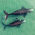 Whale Watching in La Paz  Gray Whale Encounter - Exploring the Itinerary in Detail