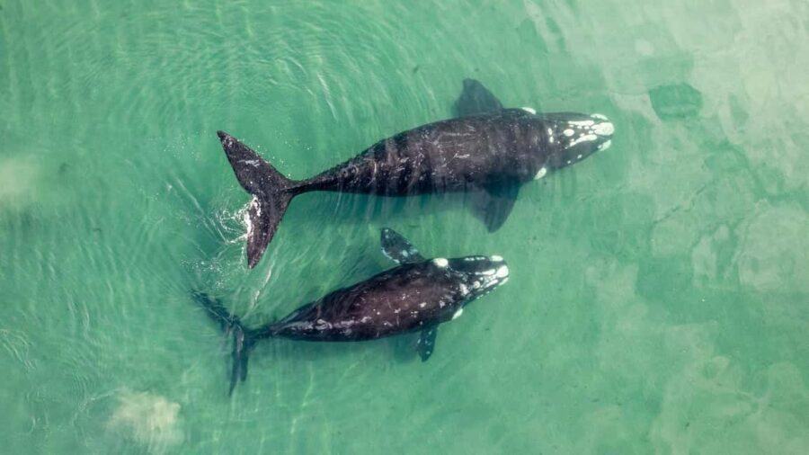Whale Watching in La Paz  Gray Whale Encounter - Exploring the Itinerary in Detail