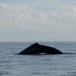 Whale Watching in San Jose del Cabo - Why This Tour Works