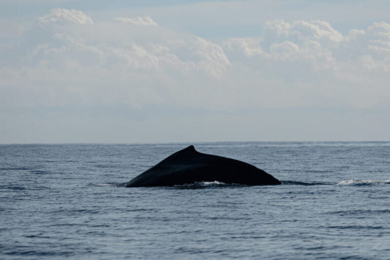 Whale Watching in San Jose del Cabo - Why This Tour Works